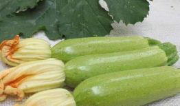 北瓜一般指什么瓜,探寻北方特色瓜果的魅力